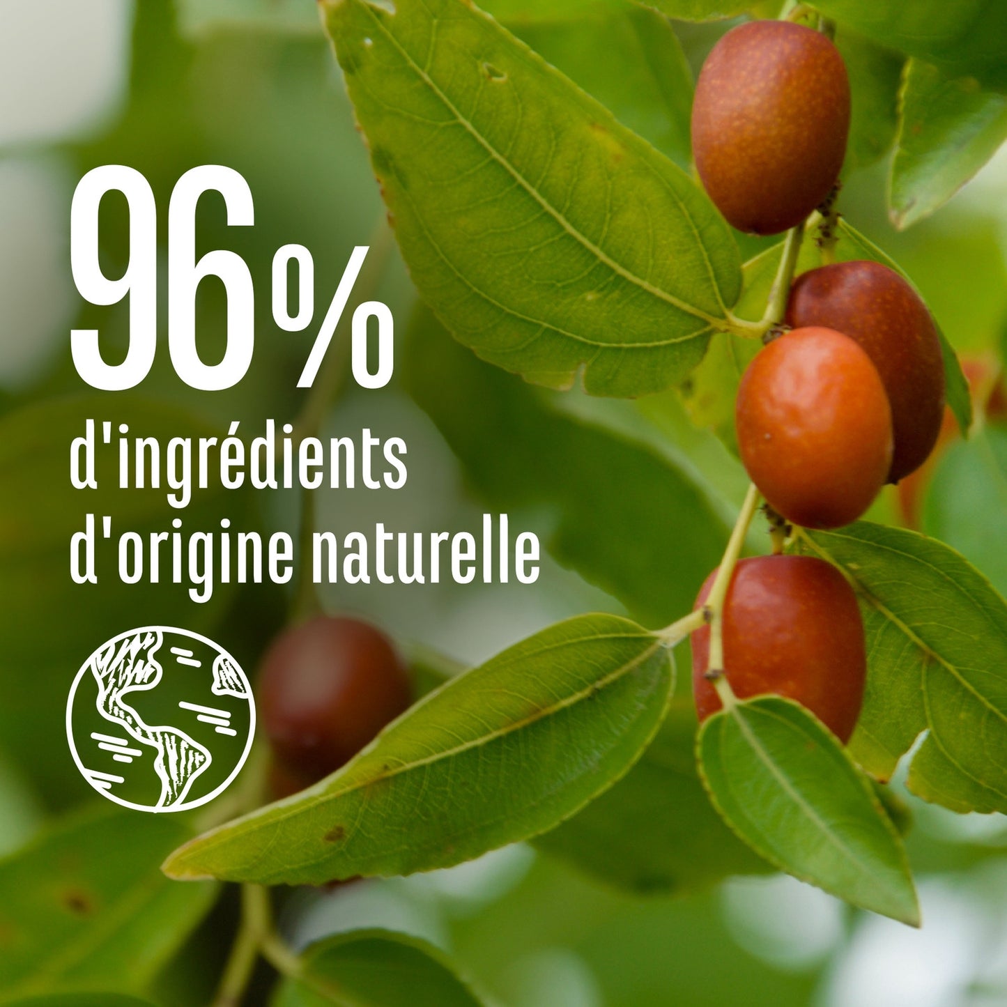 Masque Capillaire Expert Réparation Huile de Jojoba LE PETIT MARSEILLAIS
