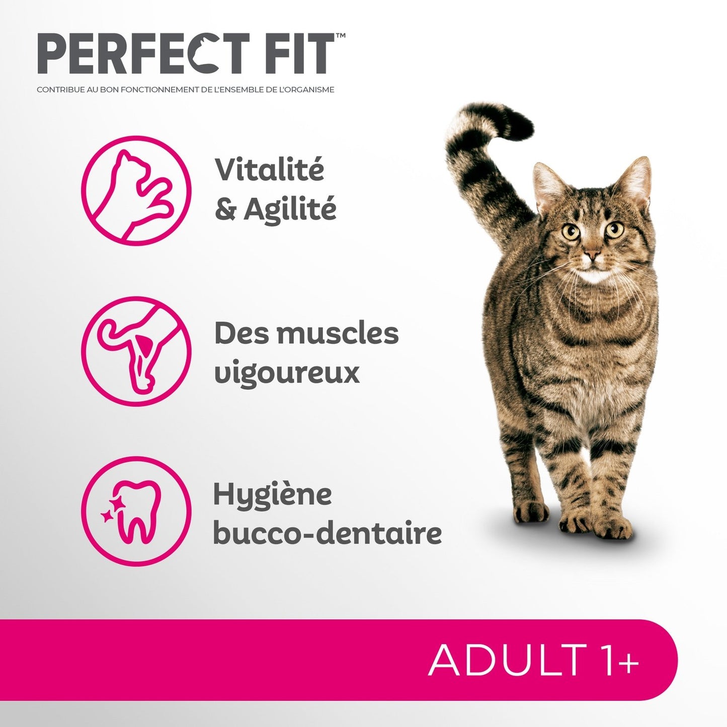 Croquettes pour Chat Adulte Stérilisé Saumon PERFECT FIT
