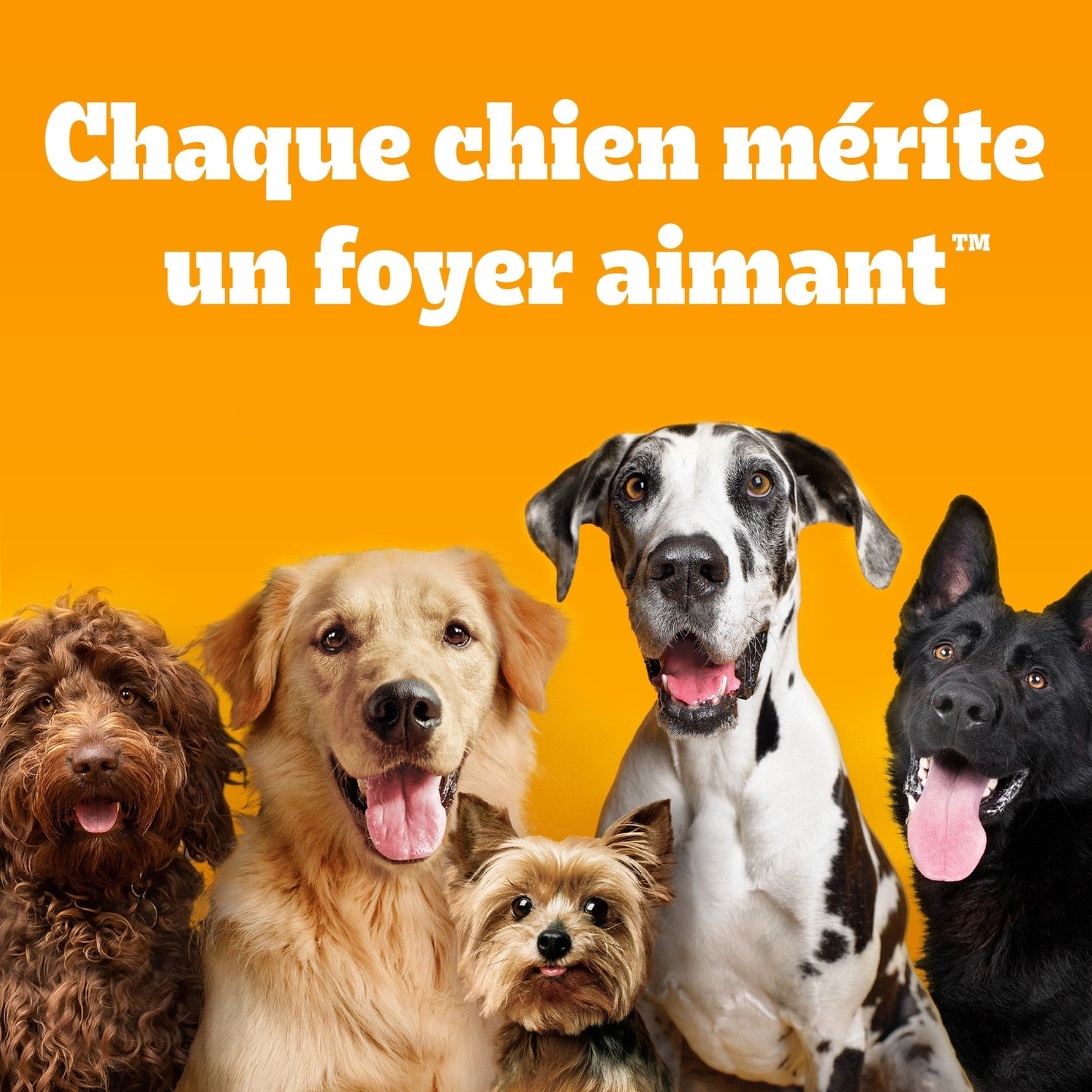 Croquettes pour Chien Adulte Médium Grand +10kg Volaille Légumes PEDIGREE