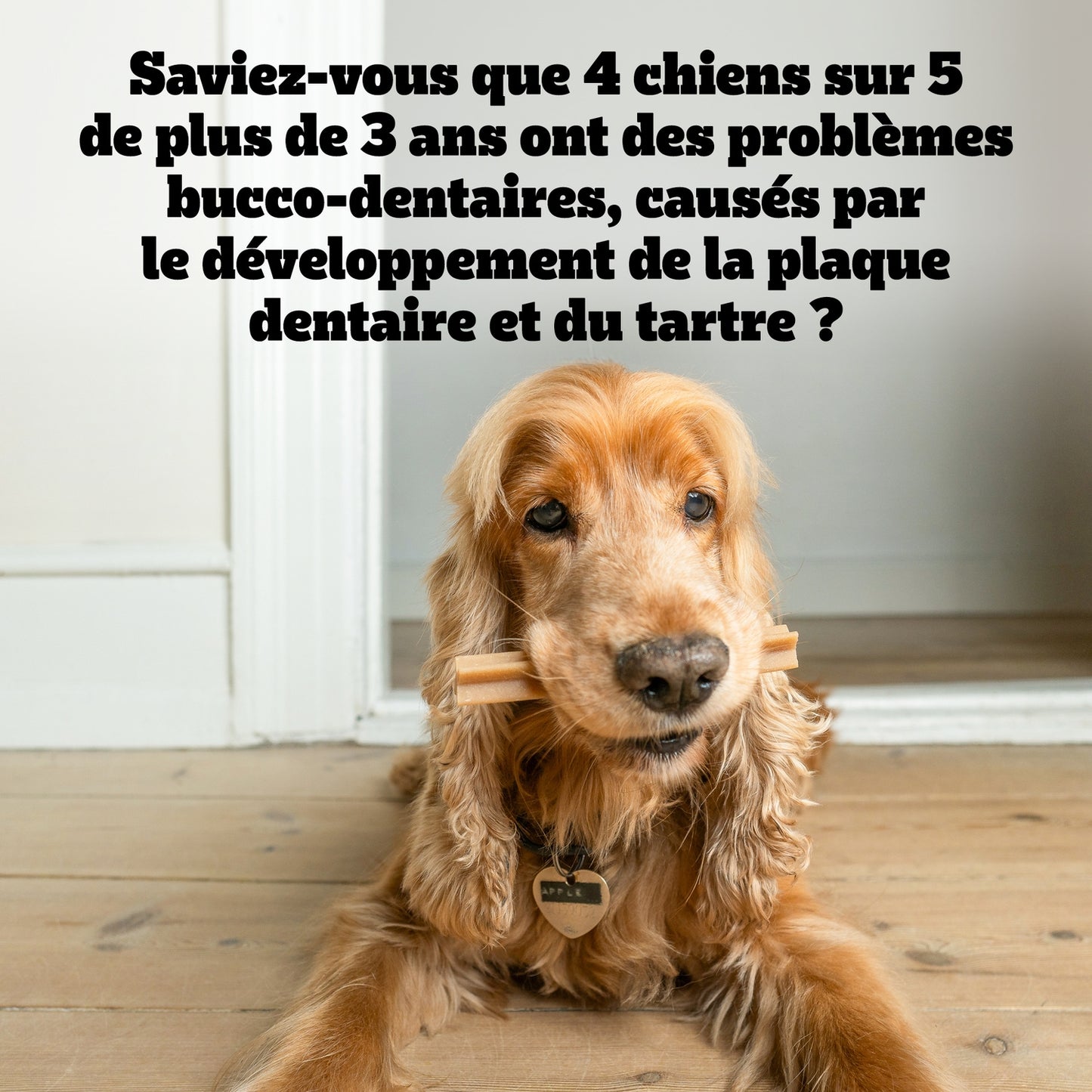 Bâtonnet à Mâcher pour Chien Grand +25kg Hygiène Bucco Dentaire Poulet Dentastix PEDIGREE