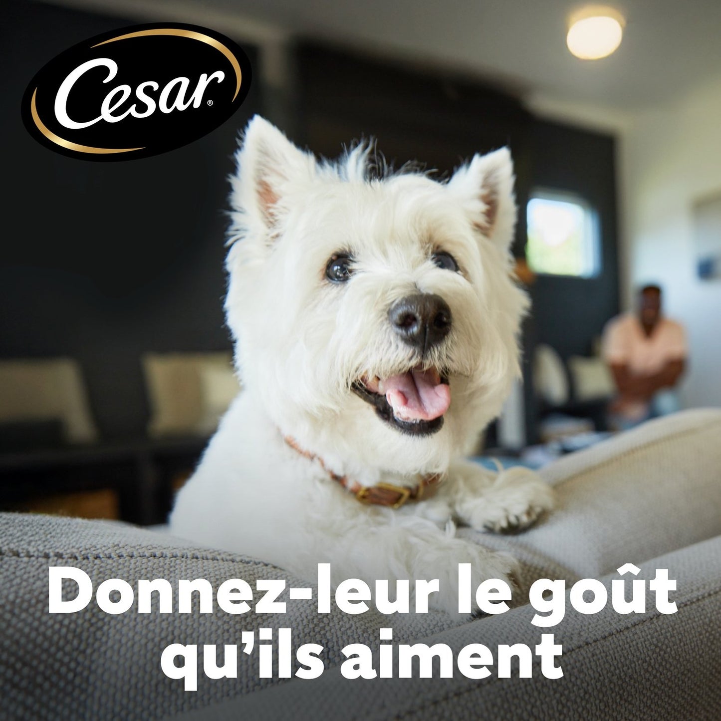 Croquettes pour Petit Chien Adulte au Poulet, au Saumon, au Riz et aux Légumes CESAR