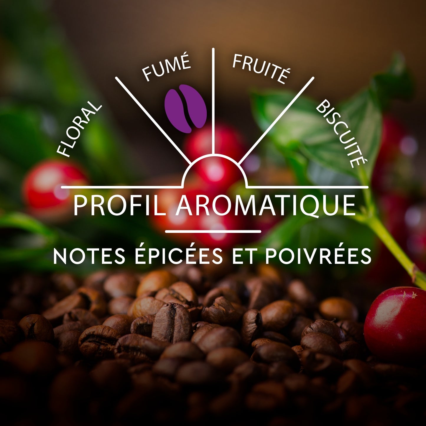 Café Capsules Espresso Intensité 11 Compatible Nespresso CARTE NOIRE