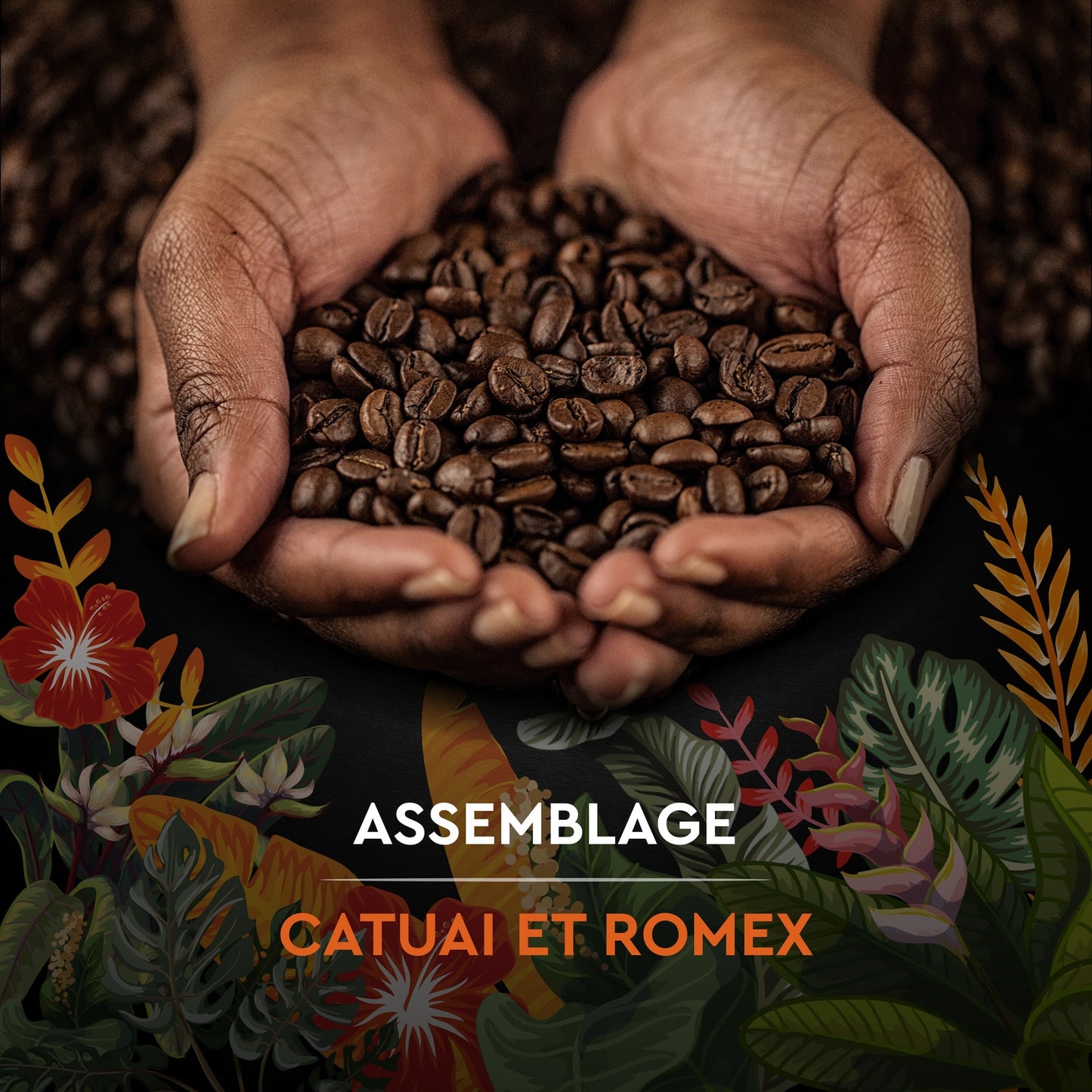 Café en Grains Catuai Romex Intensité 7 CARTE NOIRE