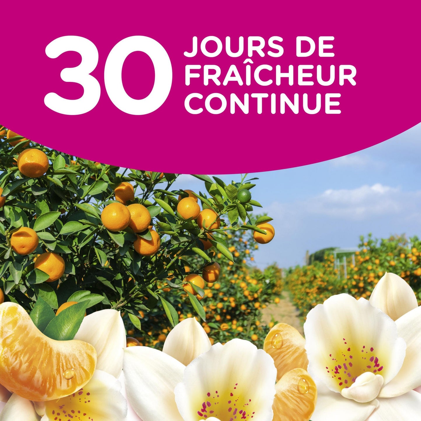 Adoucissant Concentré Œillet Bleu Active Fresh SOUPLINE