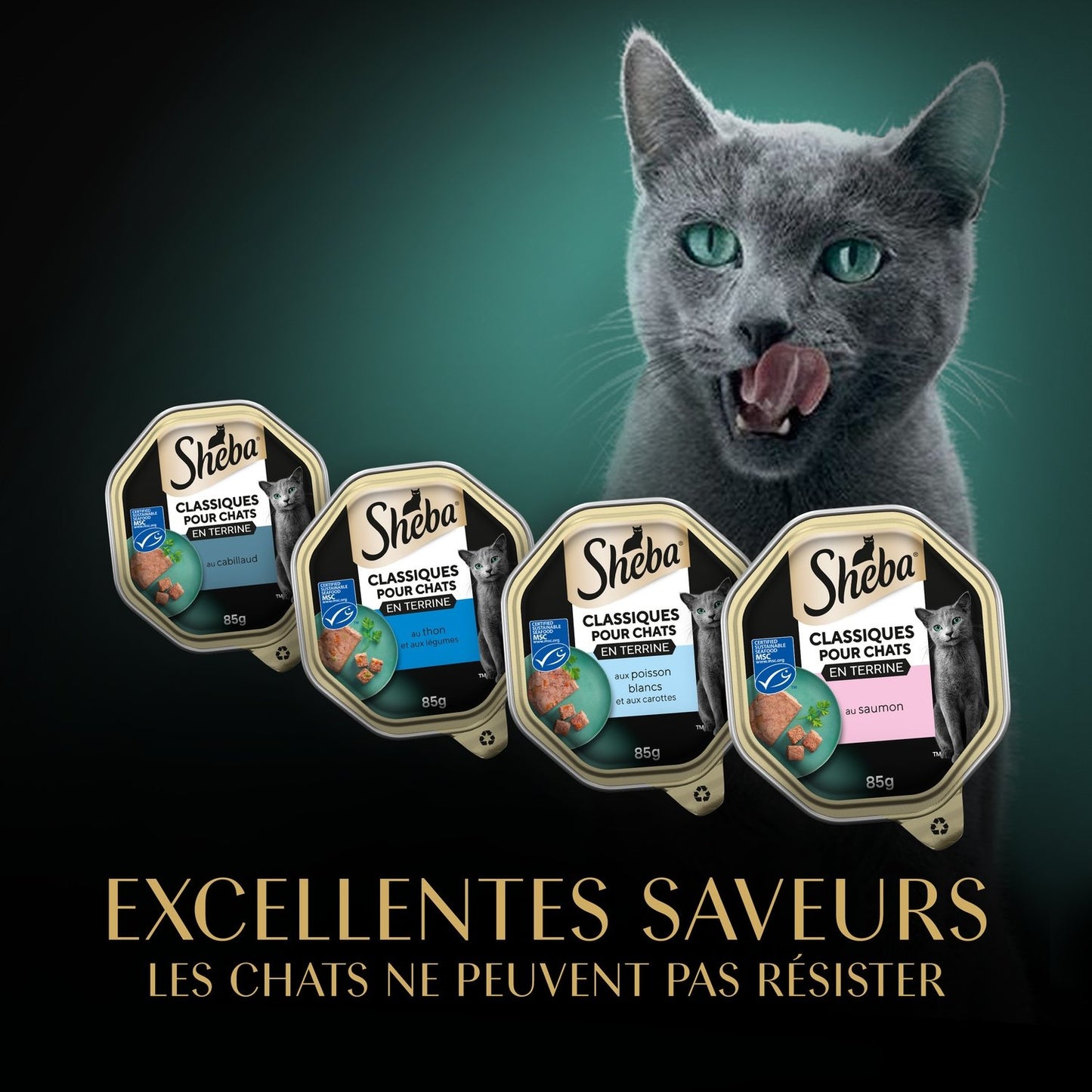 Pâtée pour Chat Adulte en Terrine Saumon Thon Cabillaud Océan SHEBA