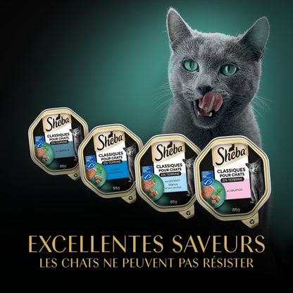 Pâtée pour Chat Adulte en Terrine Saumon Thon Cabillaud Océan SHEBA