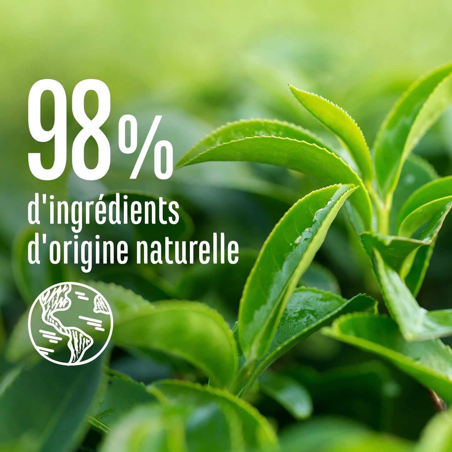 Shampoing Détox Fraîcheur Tous Types de Cheveux Infusion de Thé Vert Bio LE PETIT MARSEILLAIS