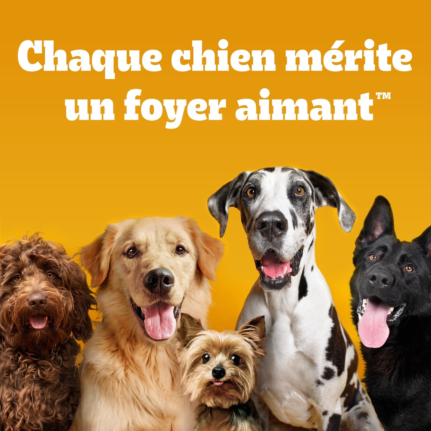 Friandises pour Chien Adulte Rodeo Duos Jambon PEDIGREE 