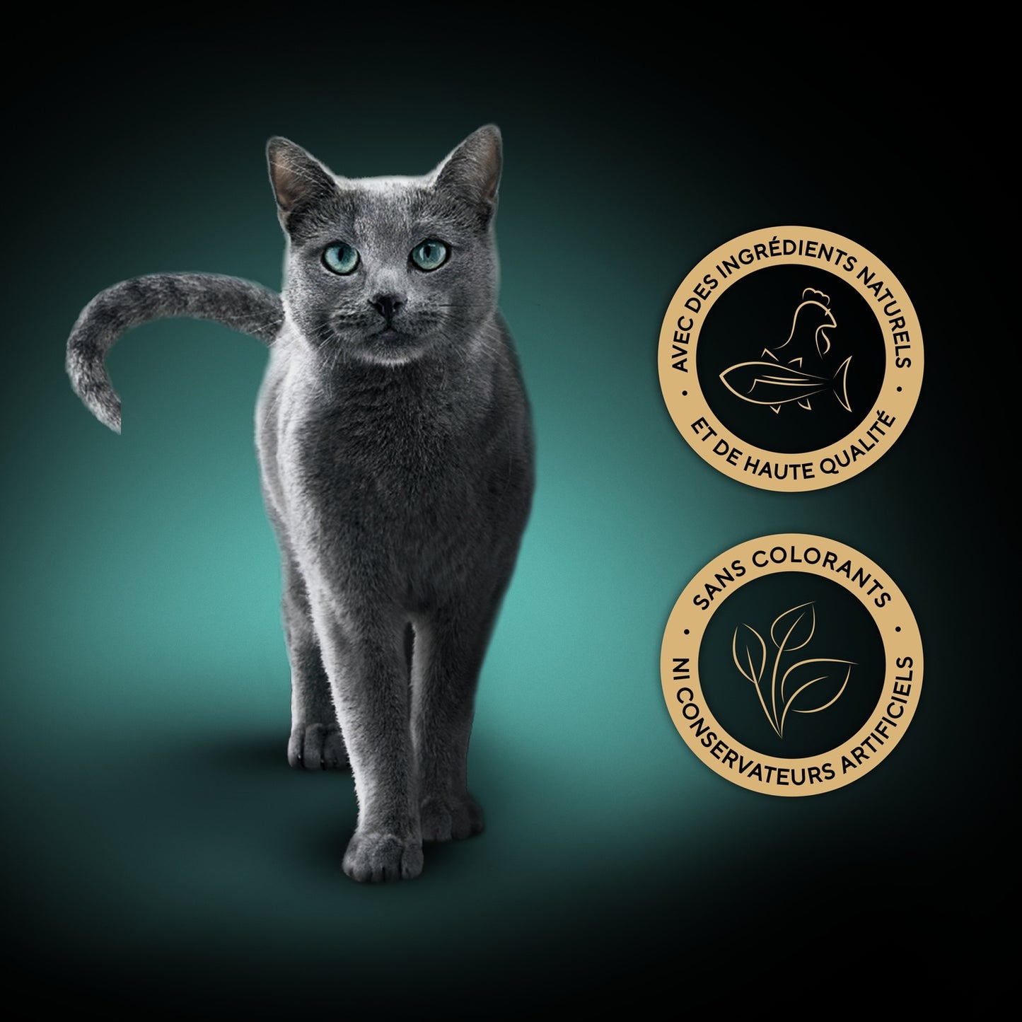 Pâtée pour Chat Adulte Filets Poulet Thon SHEBA