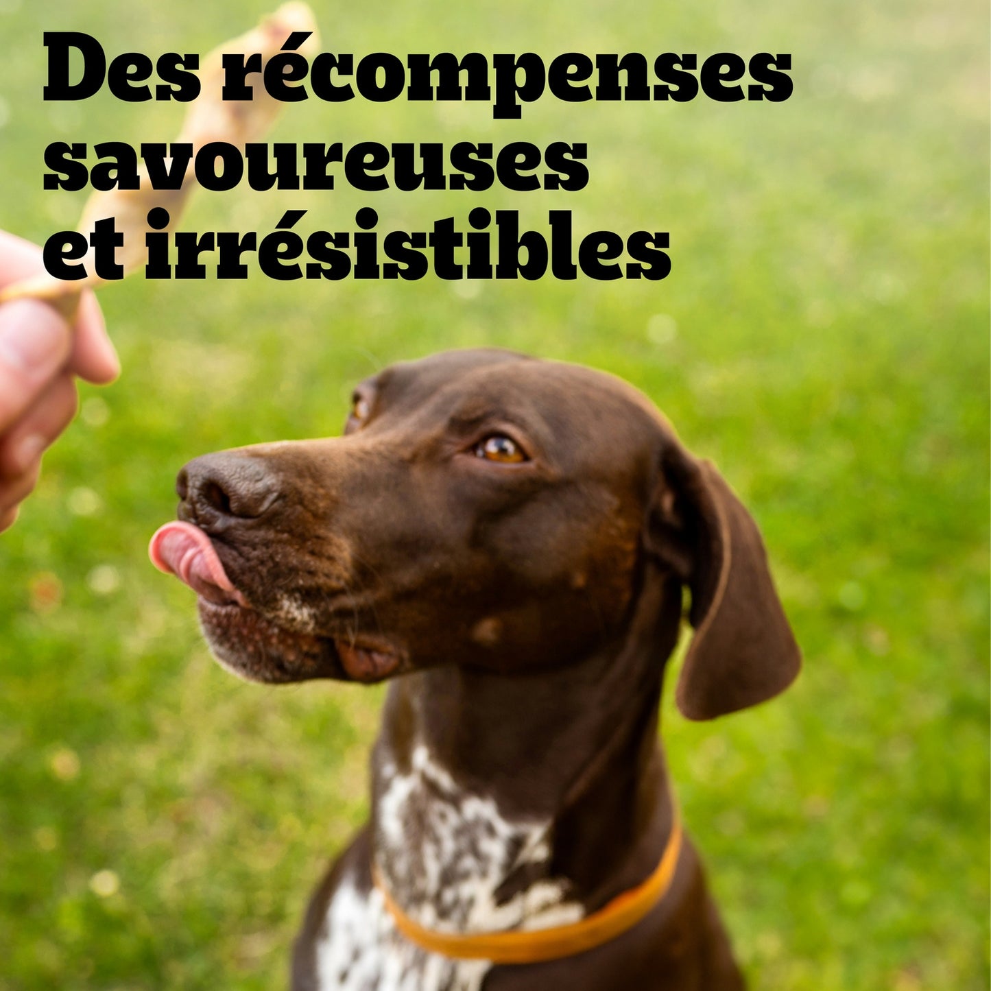 Récompenses pour Chien Adulte au Poulet PEDIGREE