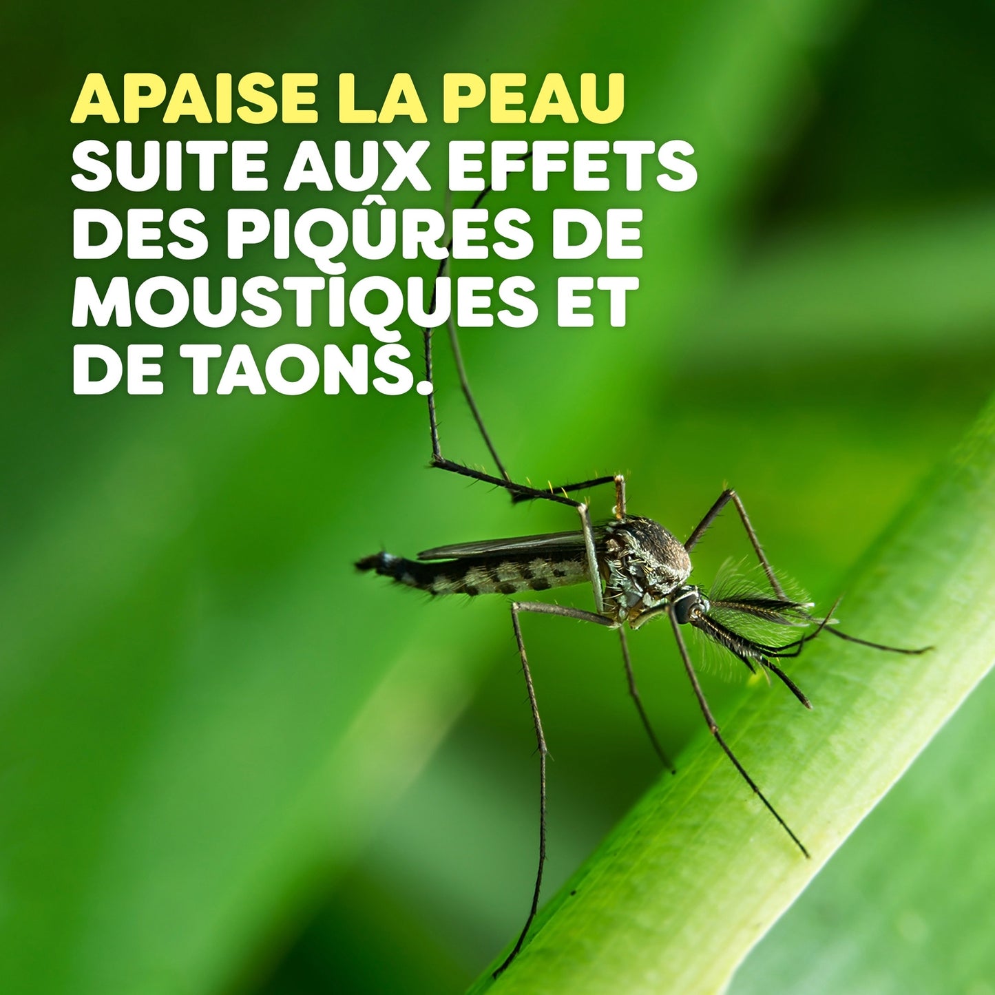 Après-Piqûres Rafraîchissant à la Camomille AUTAN
