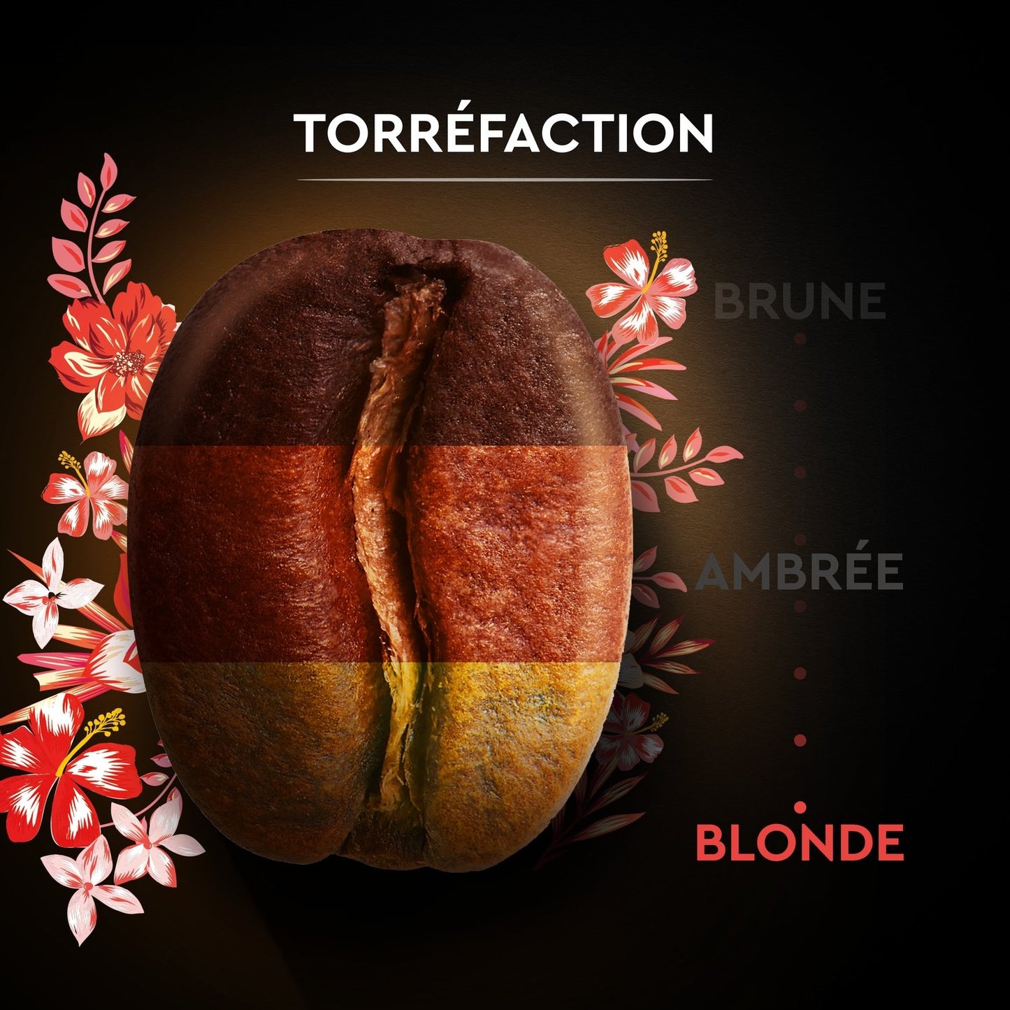 100% Arabica Kaffeebohnen Intensität 6 Honduras Bio SCHWARZE KARTE