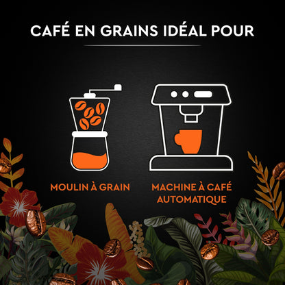 Café en Grains Catuai Romex Intensité 7 CARTE NOIRE