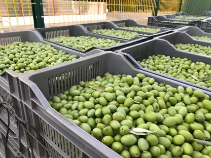 Olives vertes variété Lucques origine France LE BRIN D'OLIVIER